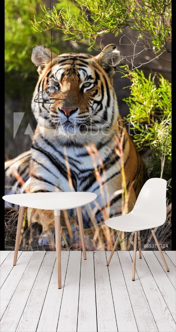 Picture of Portrait of a tiger